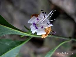 Nilgirianthus ciliatus flower2.jpg